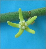 Cynanchum socotranum